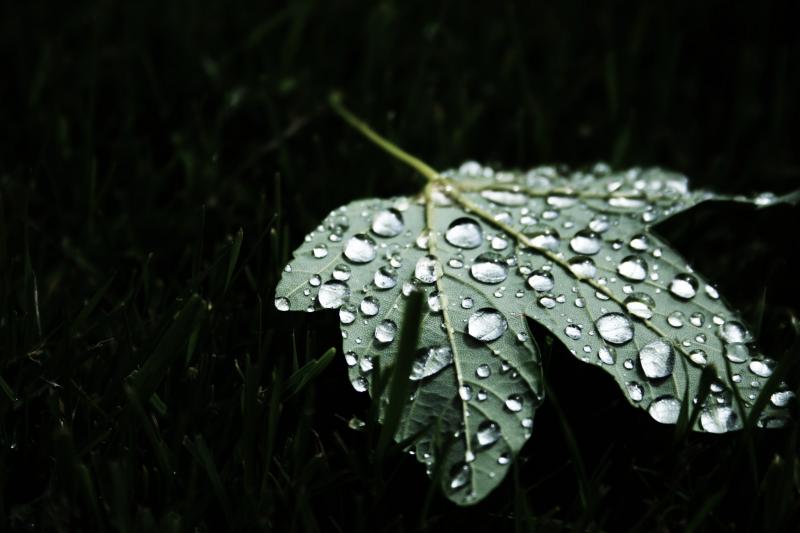 Maple leaf and water droplets
